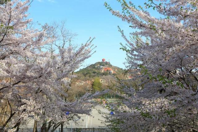 中国海洋大学怎么样？美景、美食云集理想院校具象化！(图2)
