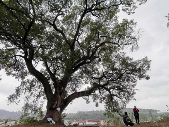 韶关浈江大村：百年古樟为证 两大名校薪火传承(图1)