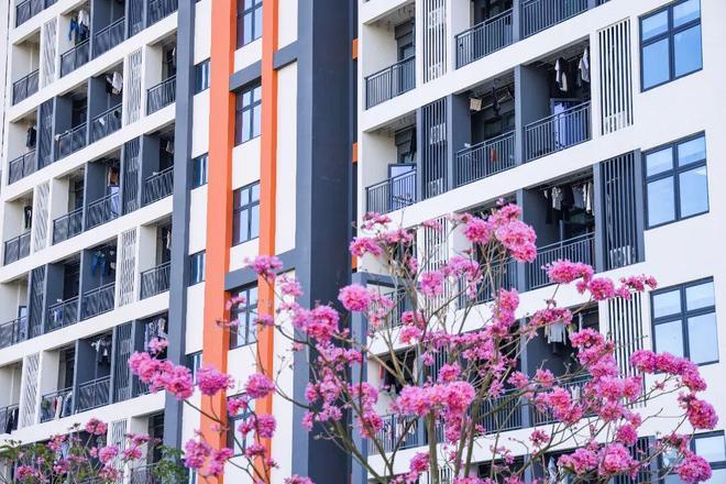 珠海5300套新房拎包入住！(图4)